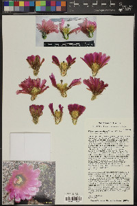 Echinocereus bonkerae image