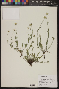 Erigeron jonesii image