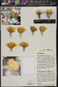 Opuntia cespitosa image