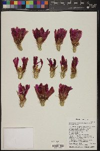 Echinocereus fasciculatus image