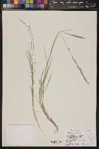 Muhlenbergia wrightii image