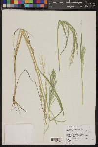 Diplachne fusca subsp. fascicularis image