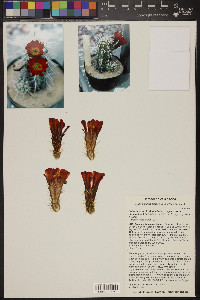 Echinocereus triglochidiatus var. mojavensis image