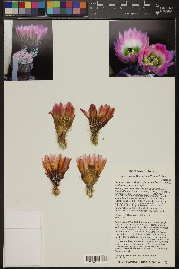 Echinocereus pectinatus image