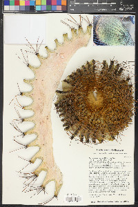 Ferocactus diguetii image