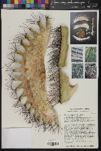 Ferocactus diguetii image