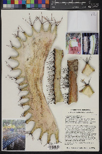 Ferocactus diguetii image