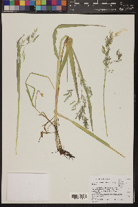 Torreyochloa pallida image