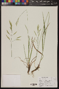 Bromus pumpellianus image