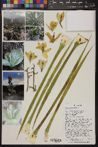 Yucca utahensis image