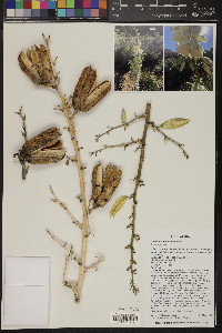 Yucca utahensis image