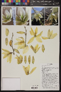 Yucca utahensis image