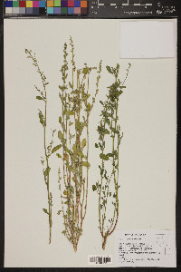 Chenopodium pratericola image