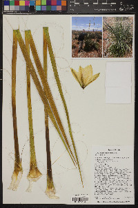 Yucca angustissima var. kanabensis image