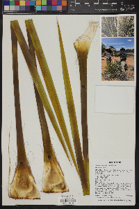 Yucca angustissima image