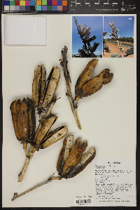 Yucca angustissima var. kanabensis image