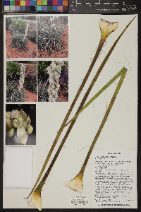 Yucca angustissima image