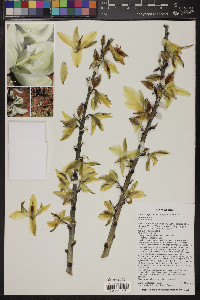 Yucca angustissima image