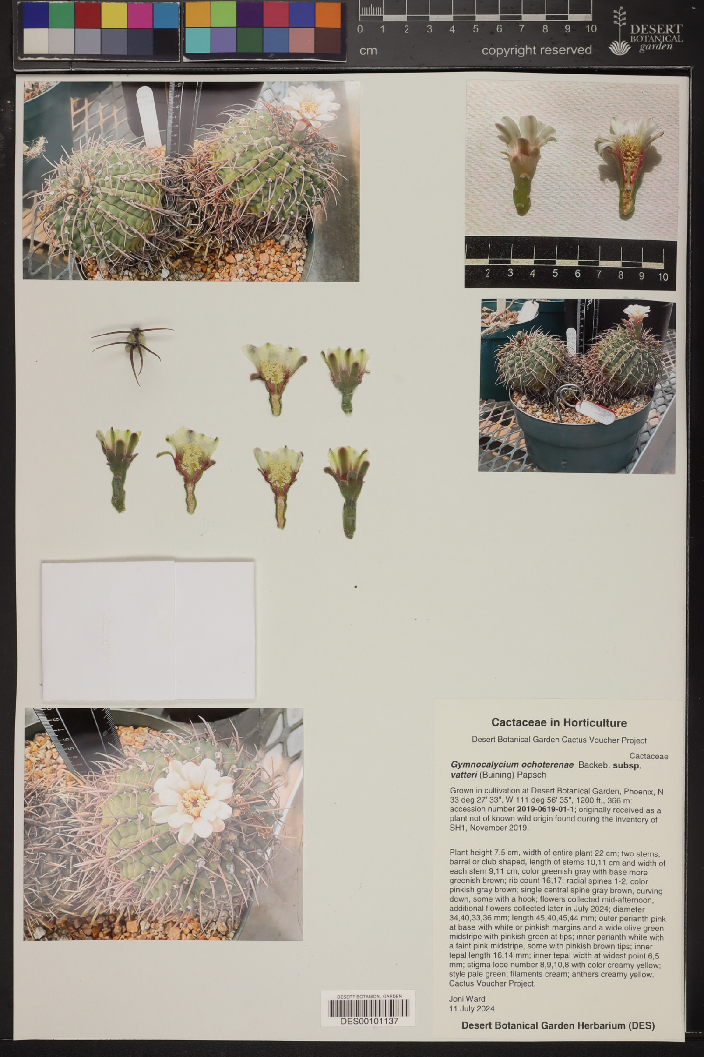 Gymnocalycium ochoterenae image