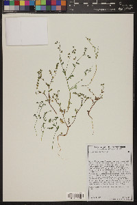 Eucrypta micrantha image