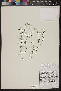 Cryptantha nevadensis image