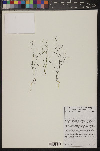 Sibara deserti image