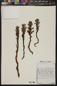 Orobanche cooperi image