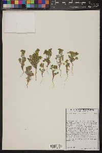 Chorizanthe corrugata image