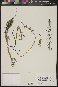 Myriophyllum sibiricum image