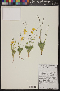 Eschscholzia glyptosperma image