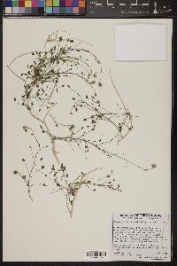 Pleurocoronis pluriseta image