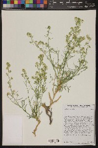 Lepidium fremontii image