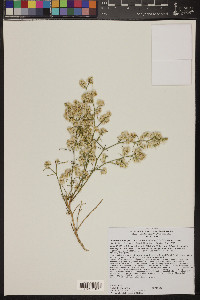 Ambrosia salsola image