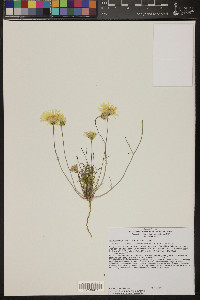 Guardiola platyphylla image