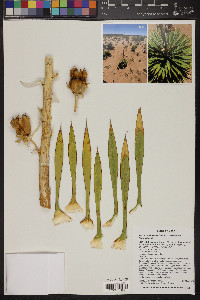 Yucca harrimaniae image