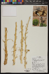 Yucca harrimaniae image