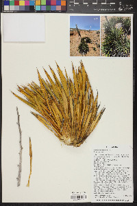 Yucca harrimaniae image