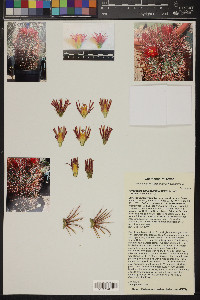 Ferocactus chrysacanthus image