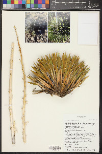 Yucca harrimaniae image