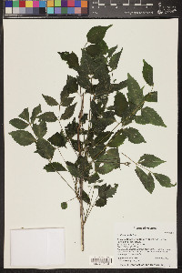 Aralia humilis image