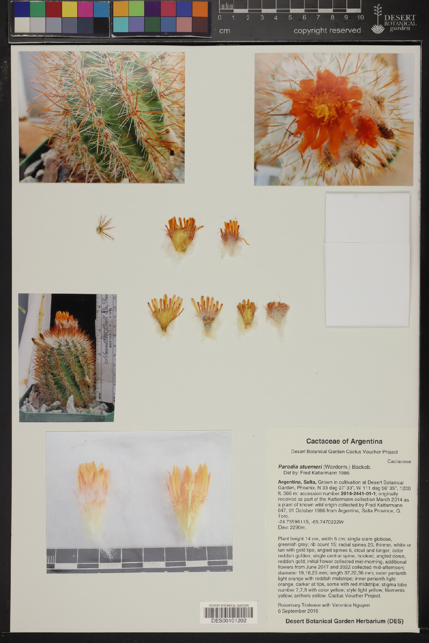 Parodia stuemeri image