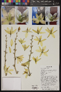 Yucca utahensis image