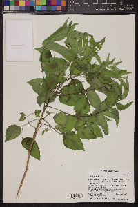 Aralia humilis image