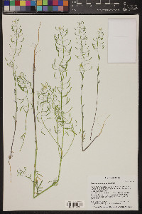 Descurainia longepedicellata image