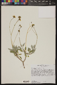 Encelia farinosa image