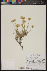 Eriogonum fasciculatum image