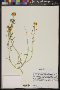 Salvia funerea image