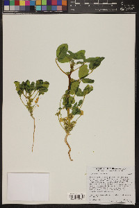 Oxystylis lutea image