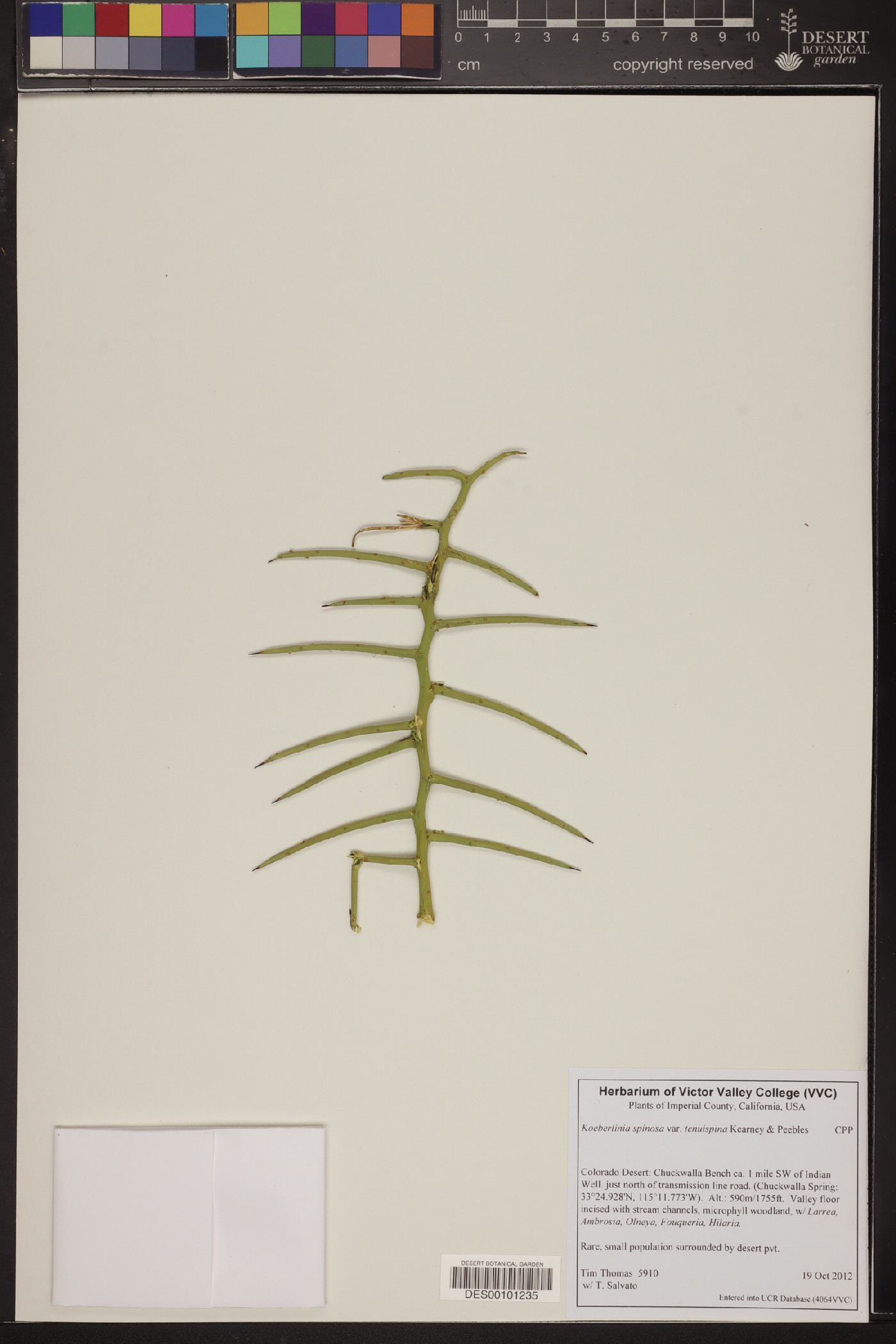 Koeberlinia spinosa var. tenuispina image