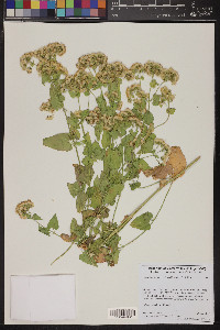 Ageratina herbacea image